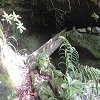 Plants: image 11 Of 71 Thumb